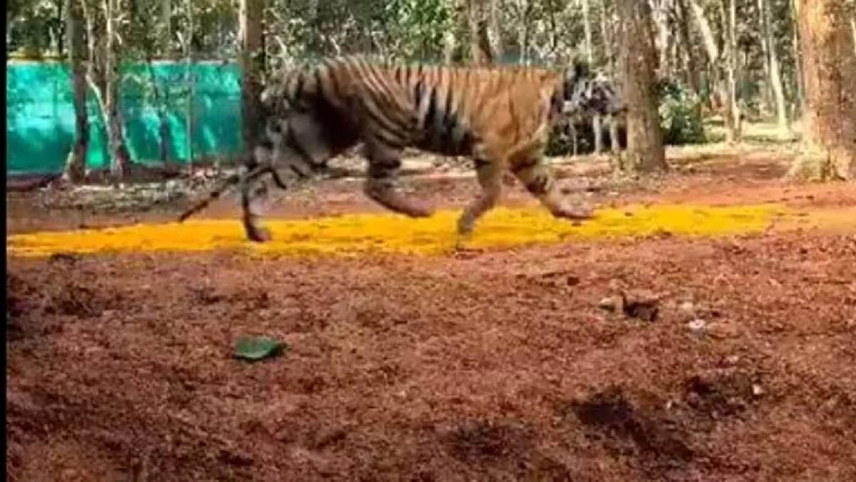 Tigress Zinat prefer goat of the villagers gnr