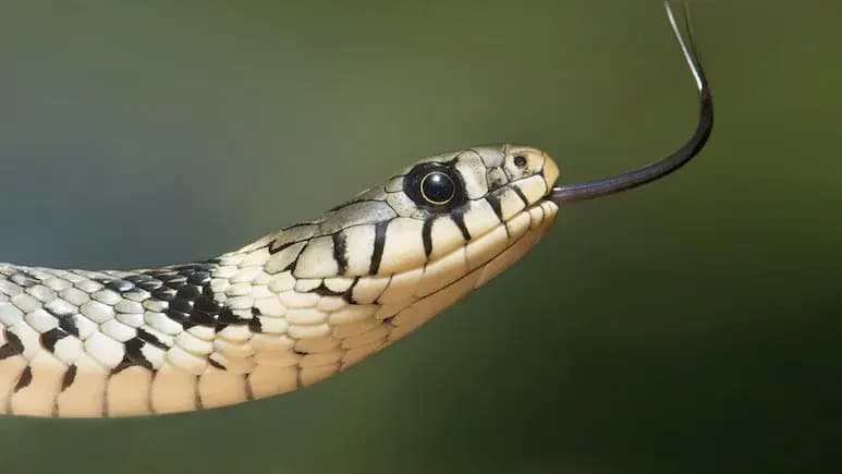 thai woman discovers venomous snake in ice cream then what happened