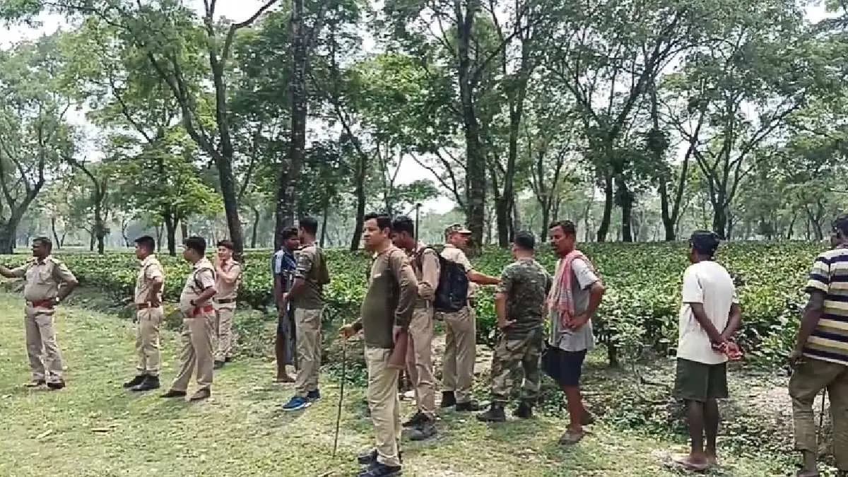 Workers Panic and Lose Sleep in Fear as Bear Enters Tea Garden Early Morning