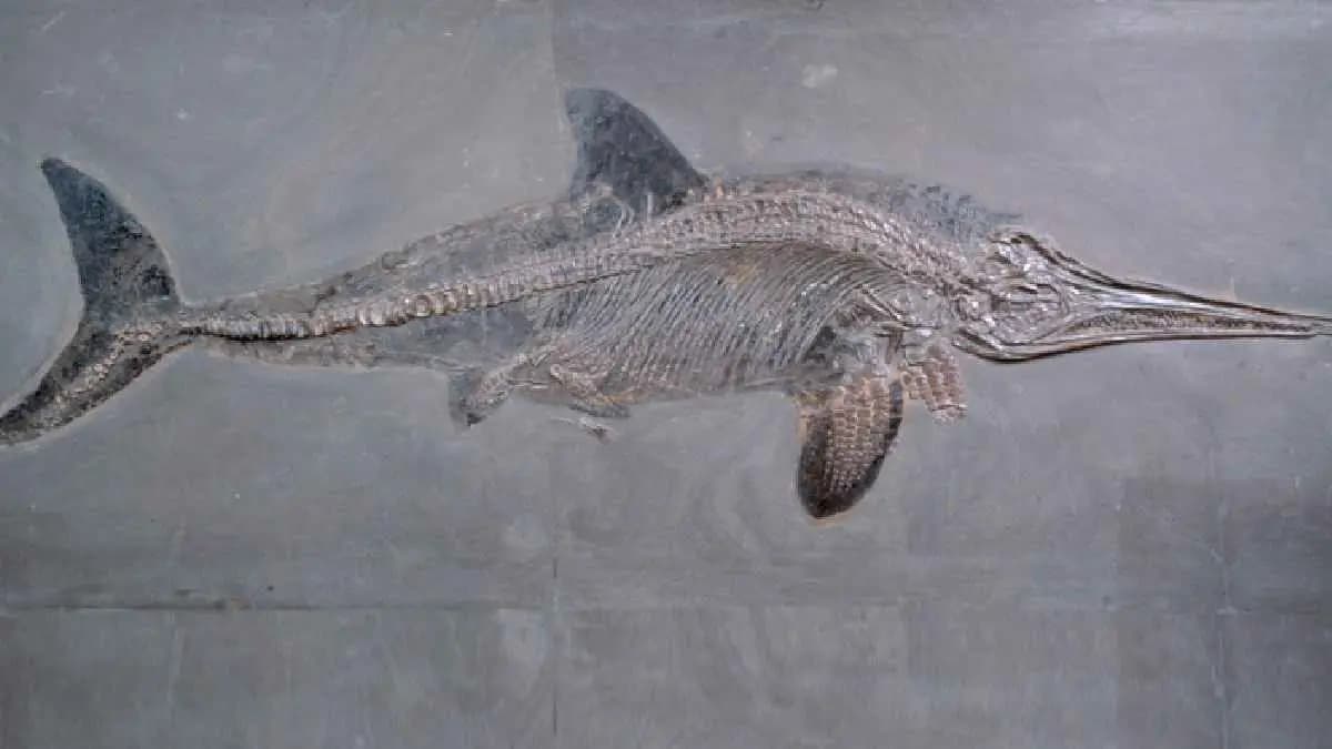 Largest water reptile discovered by an 11 year old girl in England