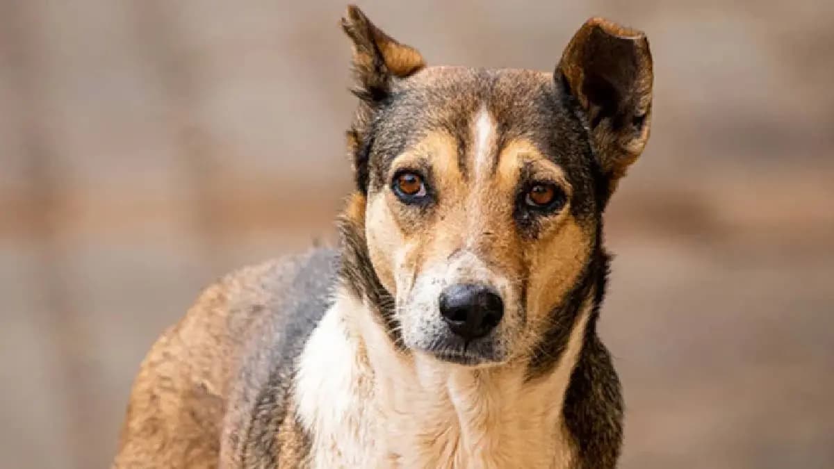 Stray dog carries dead newborn in its mouth in Madhya Pradesh Rewa probe launched after video goes viral