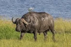 meet king kong tallest water buffalo in world
