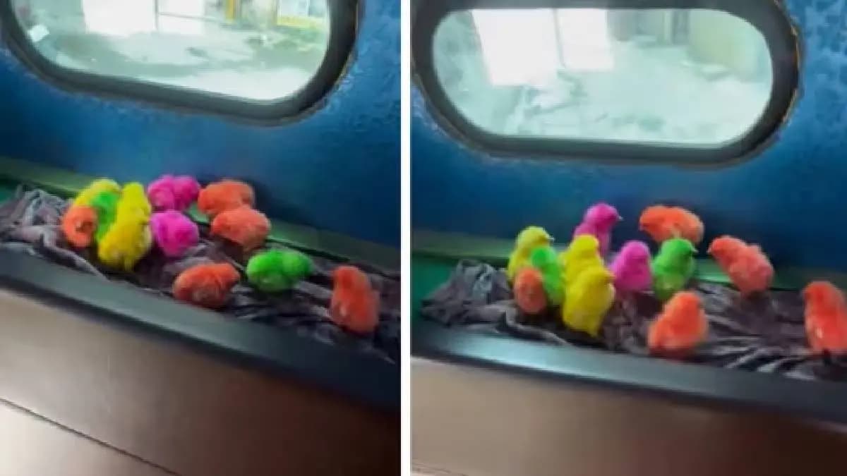 Colourful baby birds chirping in Bengaluru auto melt hearts online
