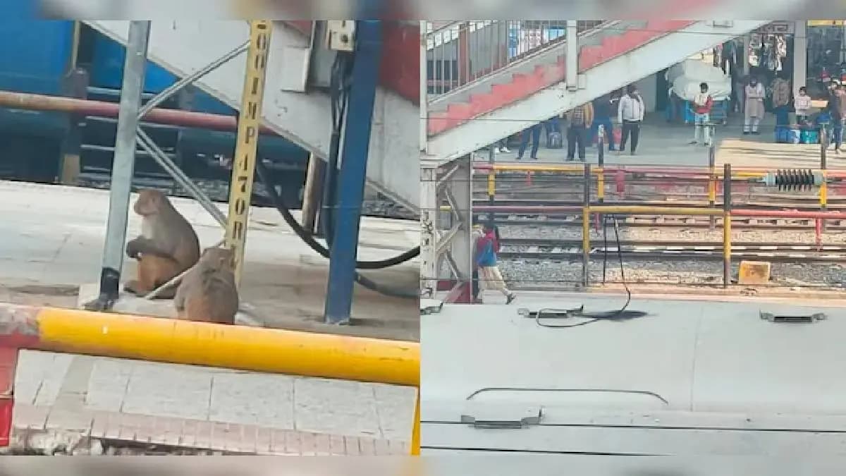 Fight Between Monkeys Halts Trains In Bihar Samastipur