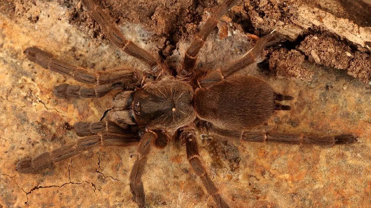 Flight delayed after pilot bitten mid flight by tarantula gnr