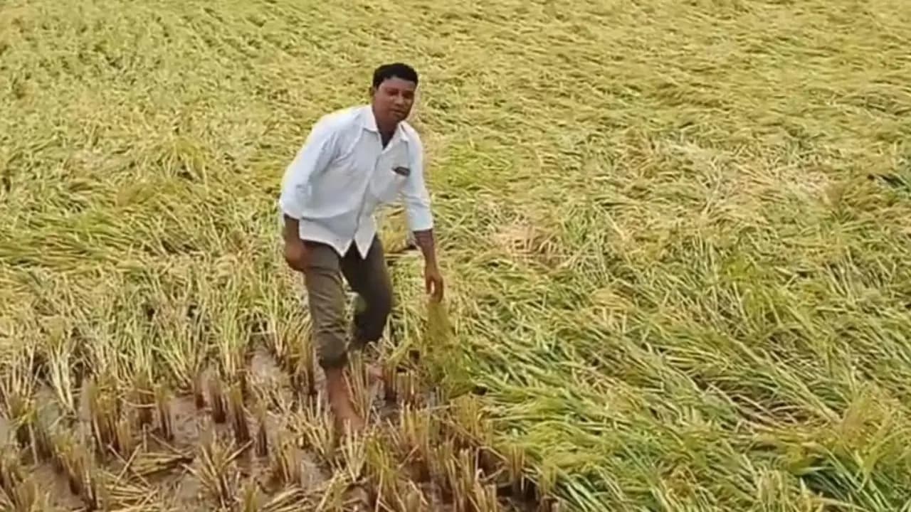Norwester brought grief for the Bengal farmers