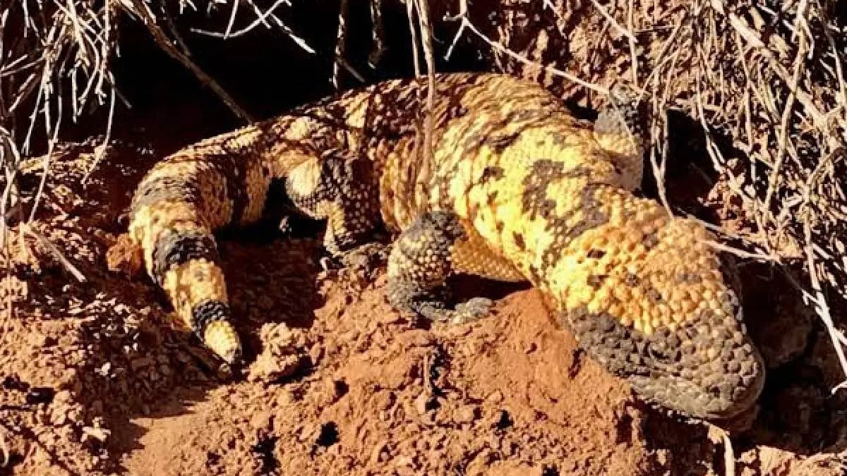Venom Of A Lizard Paved Way For Popular Diabetes Drug