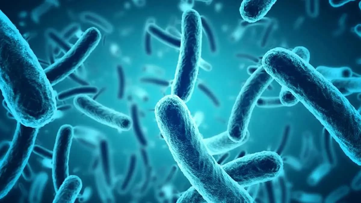 Bacteria love affair has surprised doctors new research suggests gnr