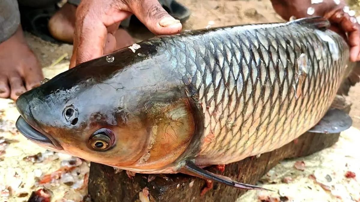 Eating rohu fish may cause severe reaction to health
