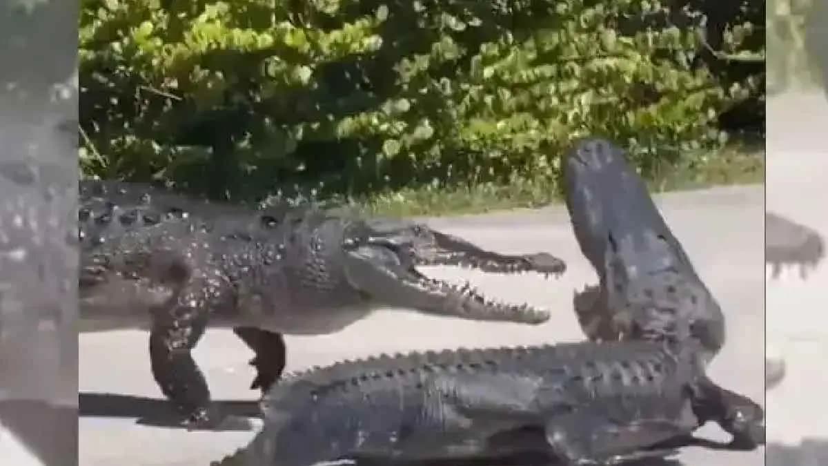 Crocodile, Alligator  Brutal Fight In Florida  viral video on social media