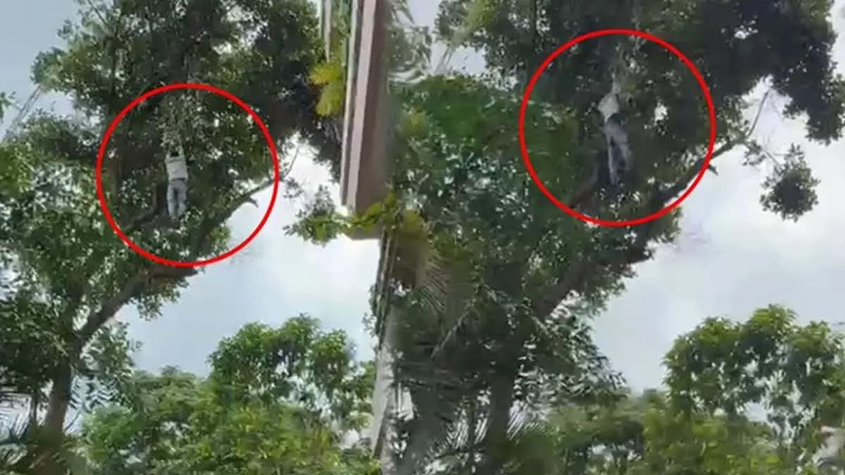 Drunk man climbs tree to pluck jackfruits in Bengaluru falls 50 feet