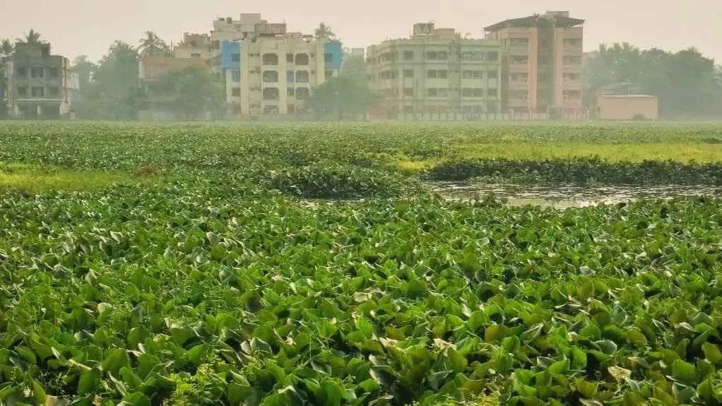 Due to water hyacinth birds are avoiding  Santragachi lake gnr 
