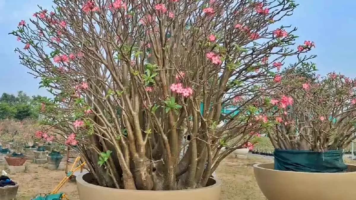 A tree costs 12 lakh rupees what is special about it 