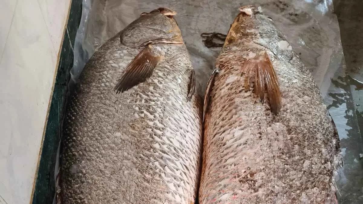 Two fish sold in rs four lakh rupee gnr 