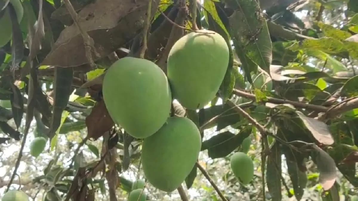 Mango Mela will be organised at Malda 