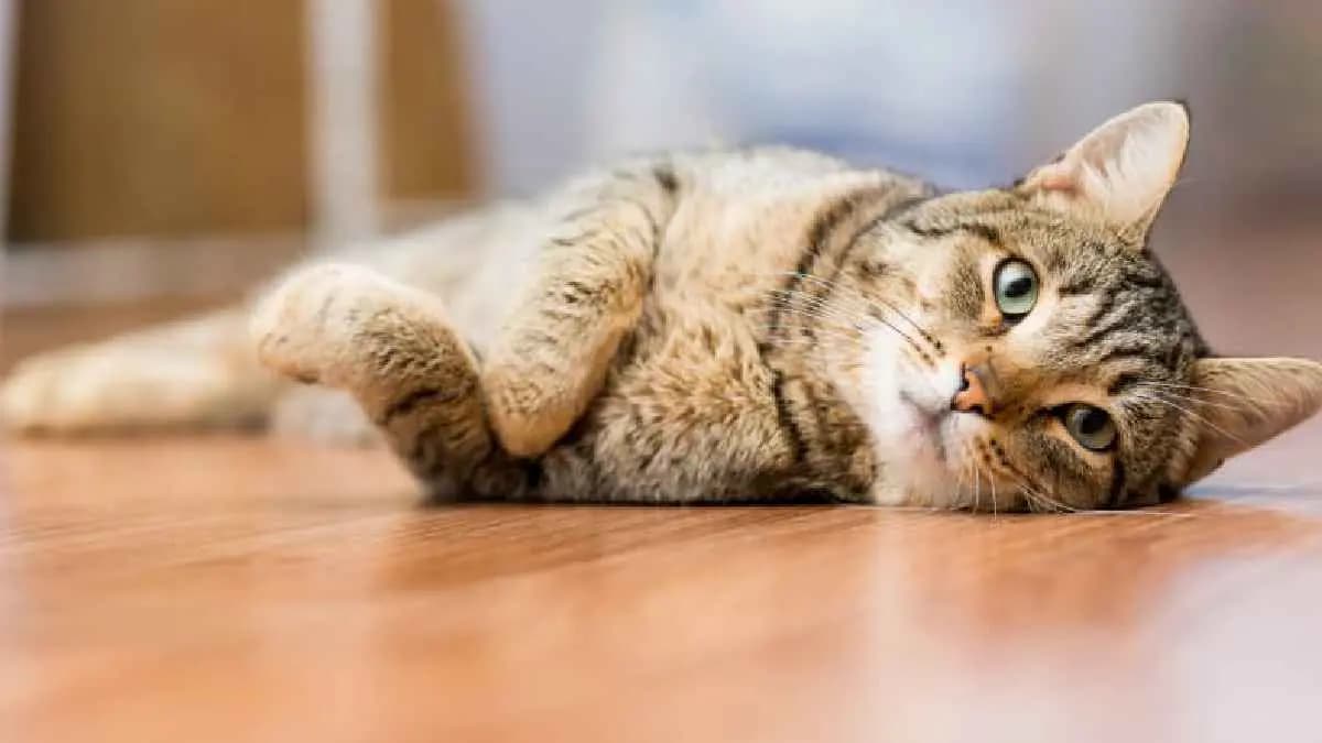 Why Cats take home Dead Animals 