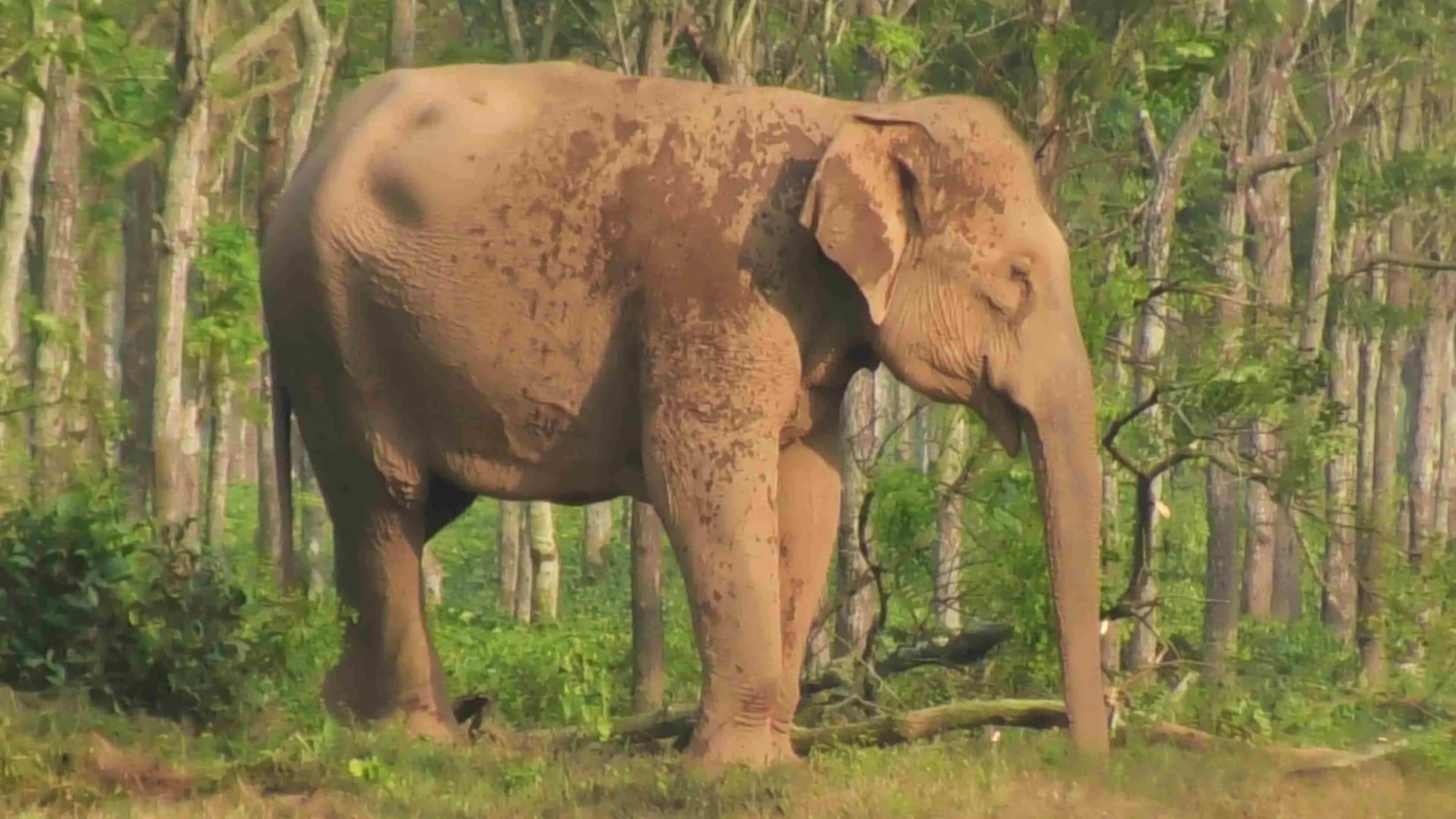 childs dead body fell in the drain, angry mother elephant overturned the government car gnr 