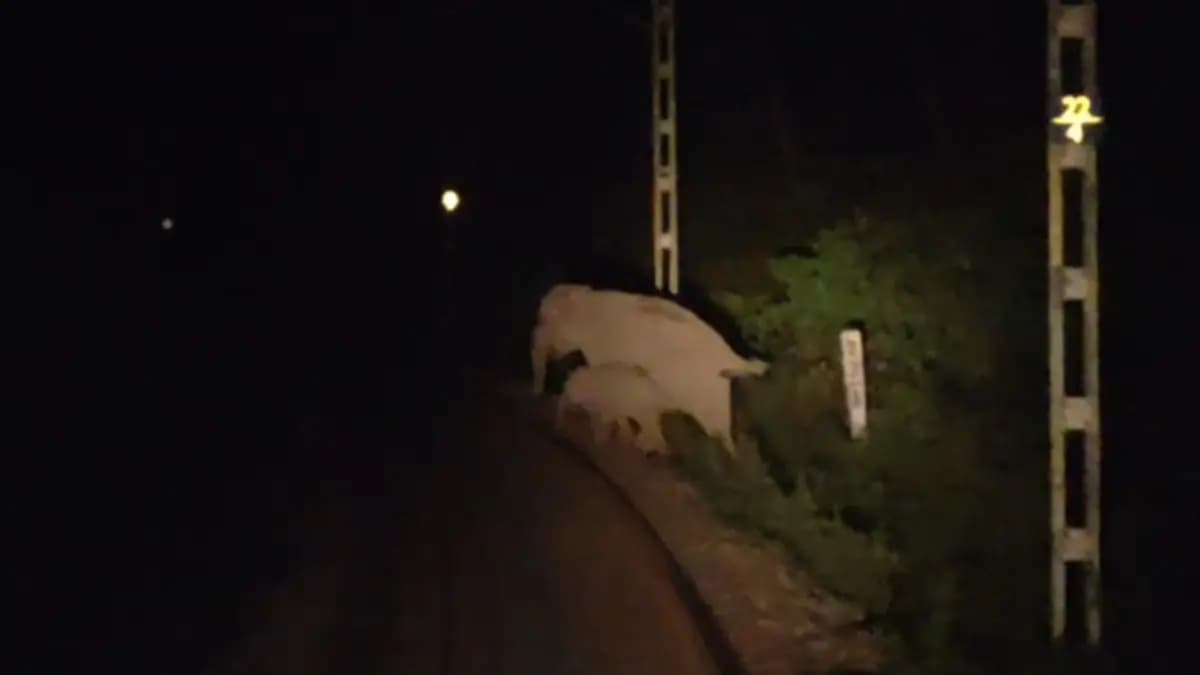 Wild elephant avoided accident due to promptness of train driver in Dooars