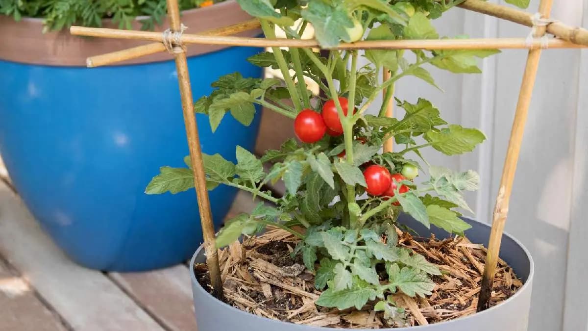 Five vegetables that can be grown in balcony