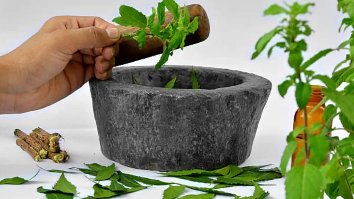 this home made Tulsi drink can boost your immune system make you healthy and energetic keeps you away from many dieases lif