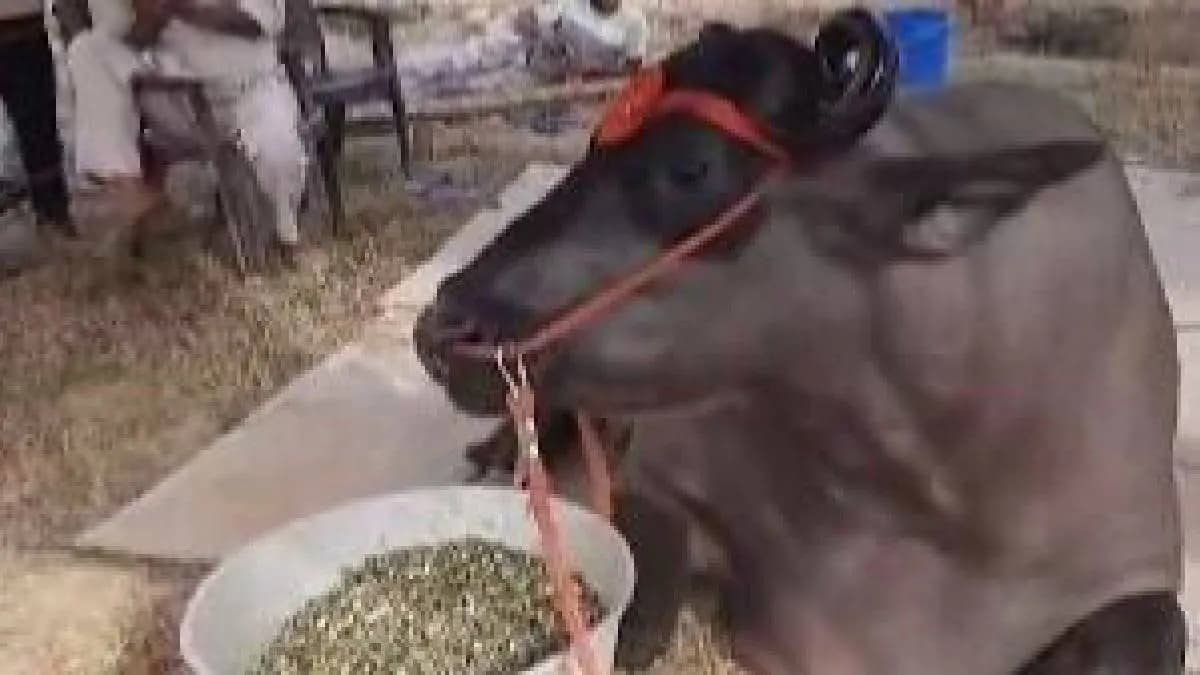This 1500 kg buffalo from Haryana is worth Rs 23 crore gnr