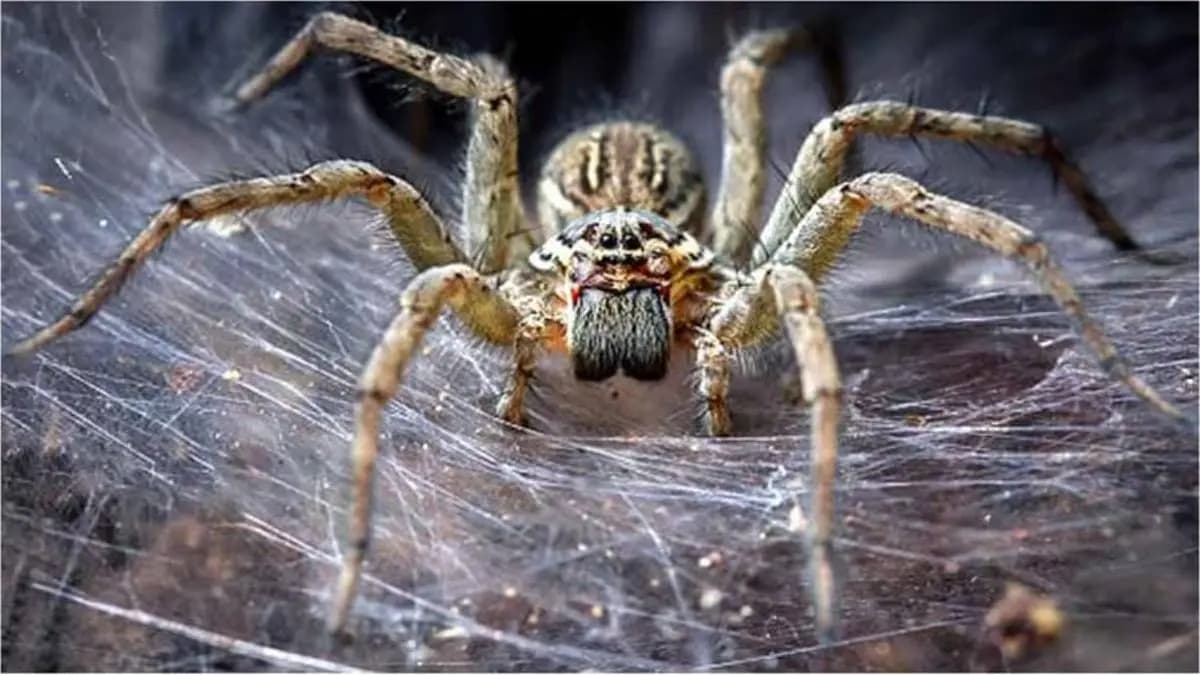 is spider web considered inauspicious here is vastu prediction about this matter lif