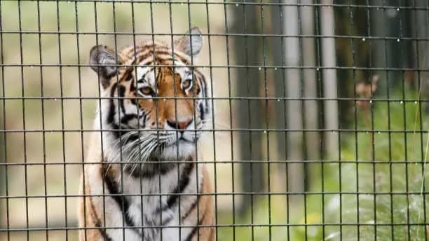 Mother Will Scold Boy Screams As Tiger Grabs His Shirt At Zoo gnr 