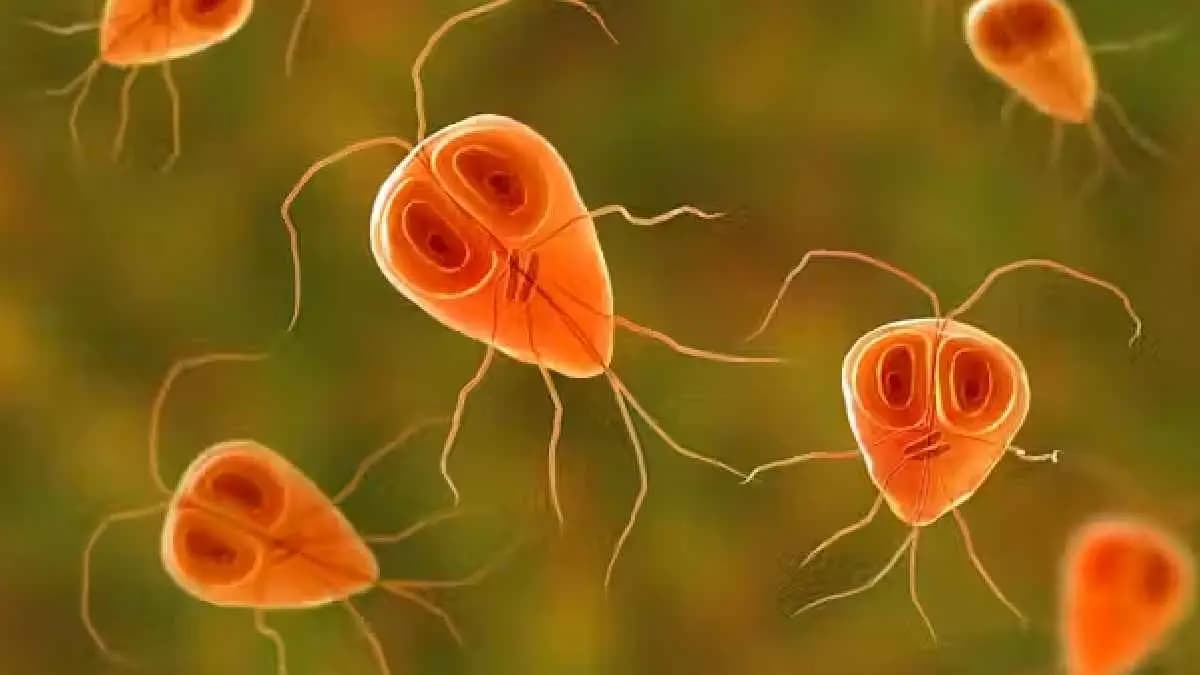 BEE colonies collapse under Parasite puzzle