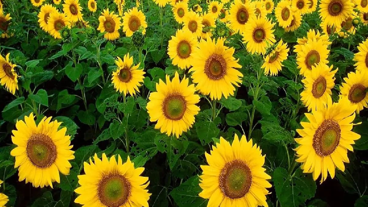Sunflower Cultivation in Bankura 