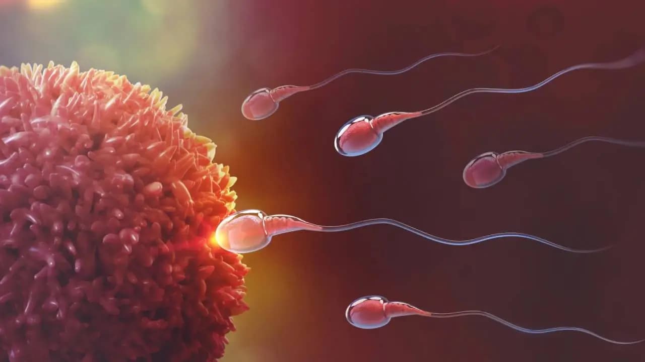 Male Contraceptive Breakthrough: Non-Hormonal ADAM Injection Offers 2-Year Effective Birth Control