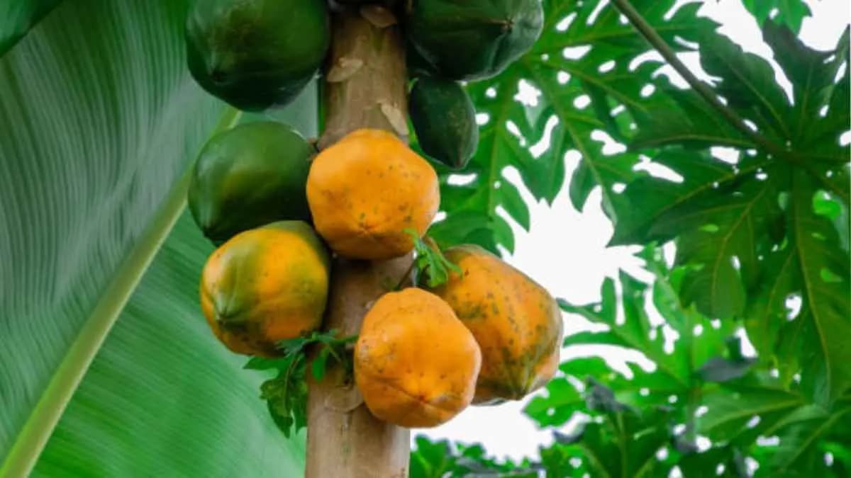 Papaya leaves have many health benefits including increased blood platelets improve skin tone and prevent wrinkles and skin infections also lif 
