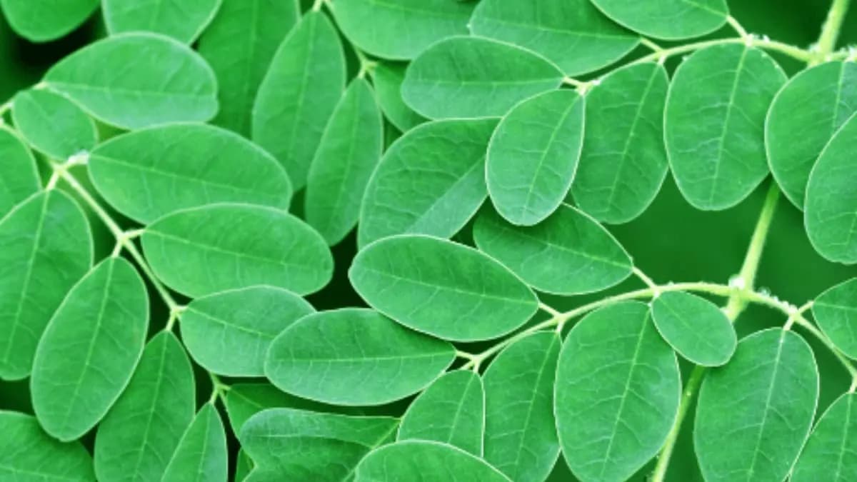 Moringa leaves or Sojne leaves helps to maintain good skin tone and prevent bad cholesterol level lif