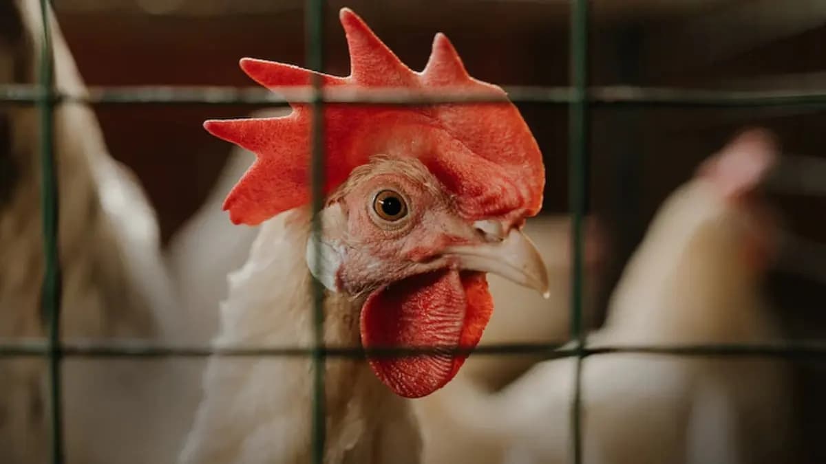 Bird Flu scare in Jharkhand precaution taken in Murshidabad