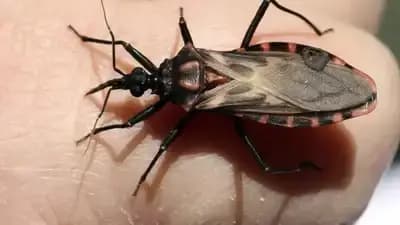 Deadly Kissing Bug May Have Affected Over One Lakh In California