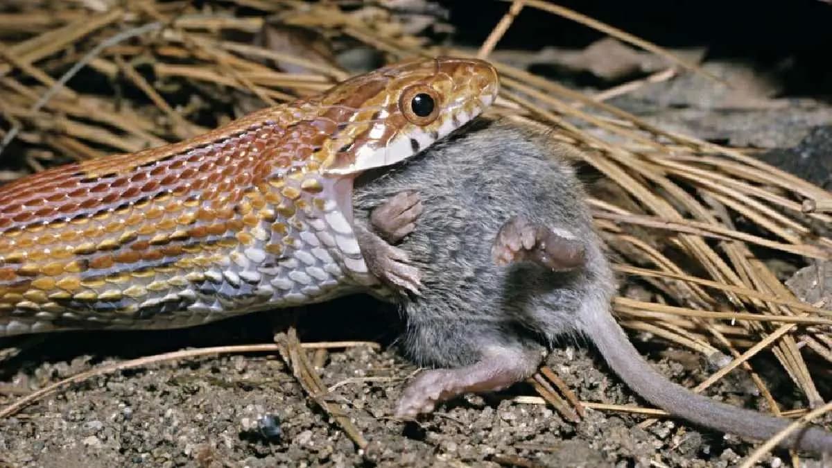 How to Identify Snake holes in your House