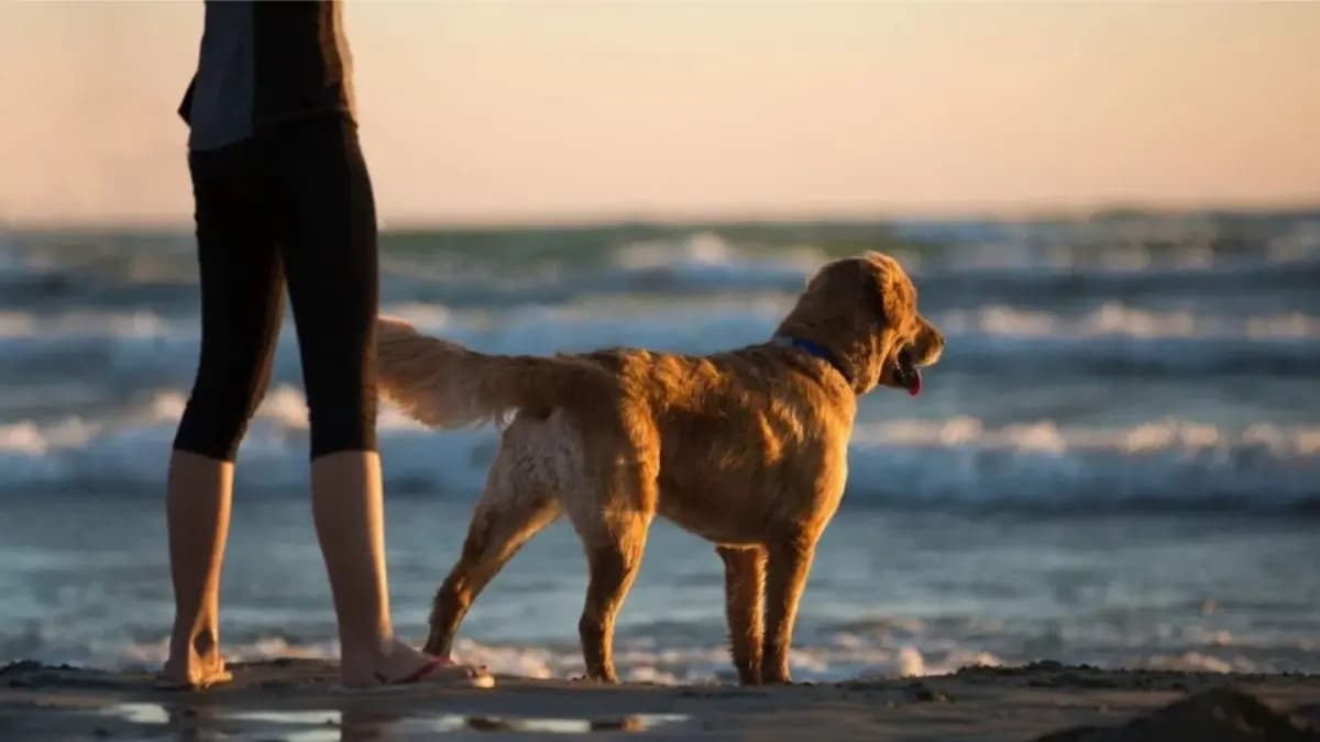 These tips should follow while travel with pets