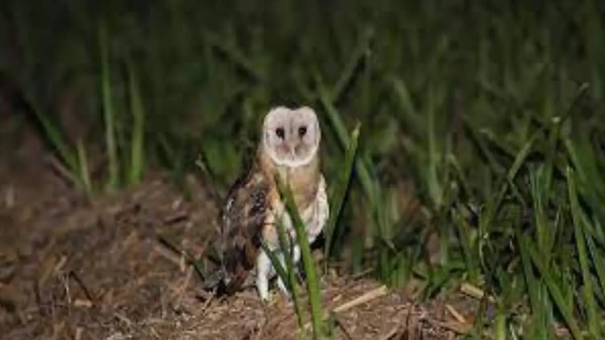 Rare Australasian grass owl seen at Farakka