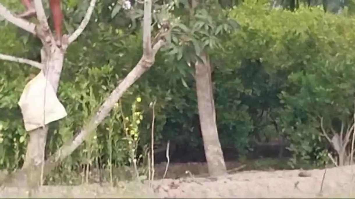 Sundarban tiger hide in a field forest department starts cordoning the area gnr 