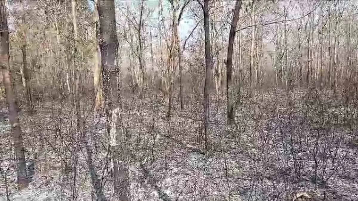 Fire broke out in a Murshidabad forest damaged heavily
