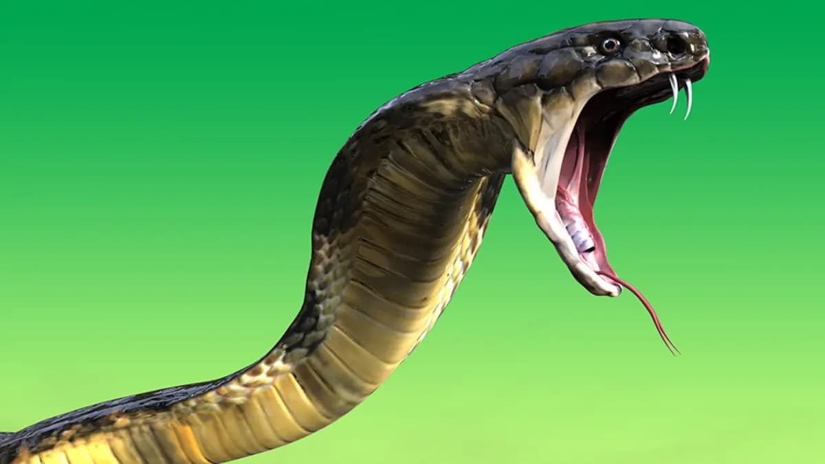 Meerut Incident Man Who Died of snake bite that was not truth