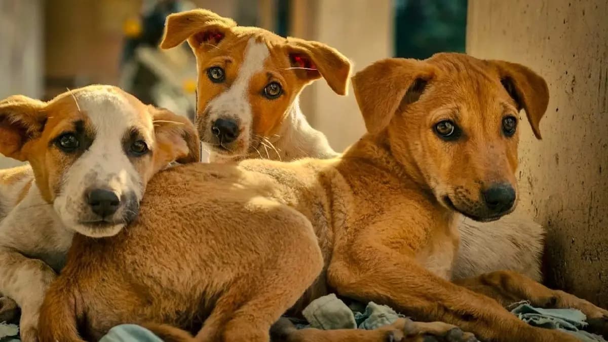 Supreme Court Judge On Stray Dog Order says Made Me Famous Across World