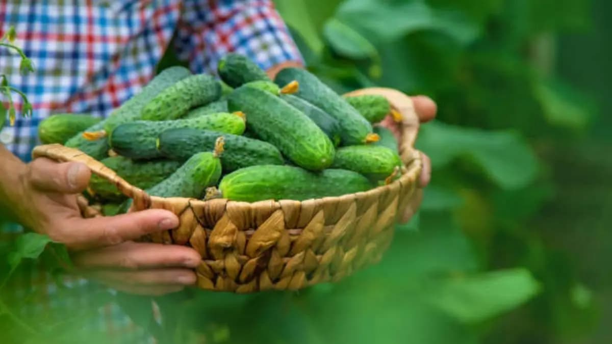 Benefits of regular consuming one cucumber with rice has many healthy lif ingredients like strong digestion system and many more