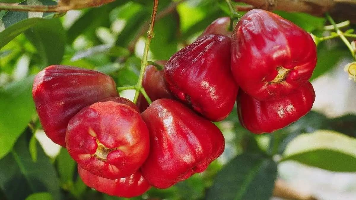 water apple can help Diabetes patients and other Health benefits