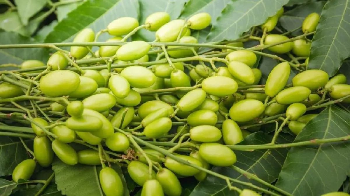 Neem can help reduce the risks of Diabetes