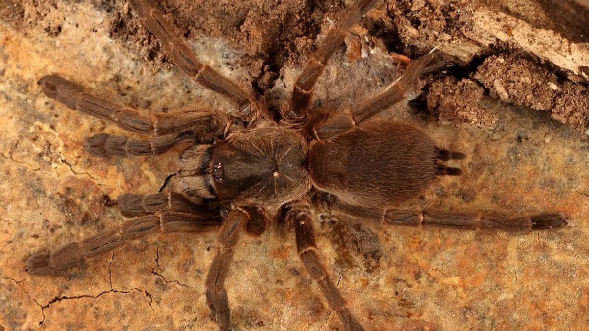 Thousands of Tarantulas crawl of Kansas and Colorado looking for mates