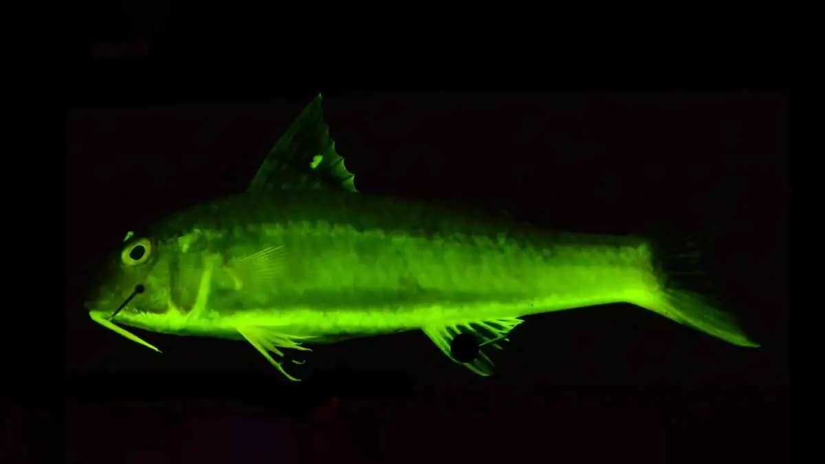  100 million years ago fish started glowing