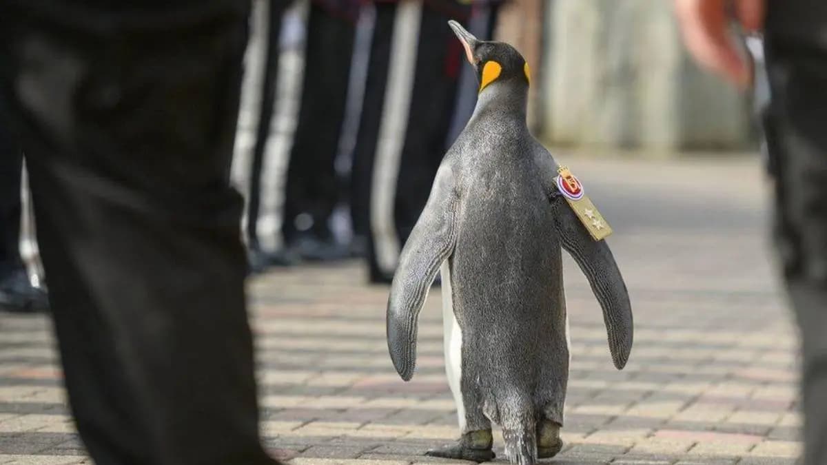 Sir Nils Olav III penguin at Edinburgh Zoo gets promotion and guard of honour  gnr