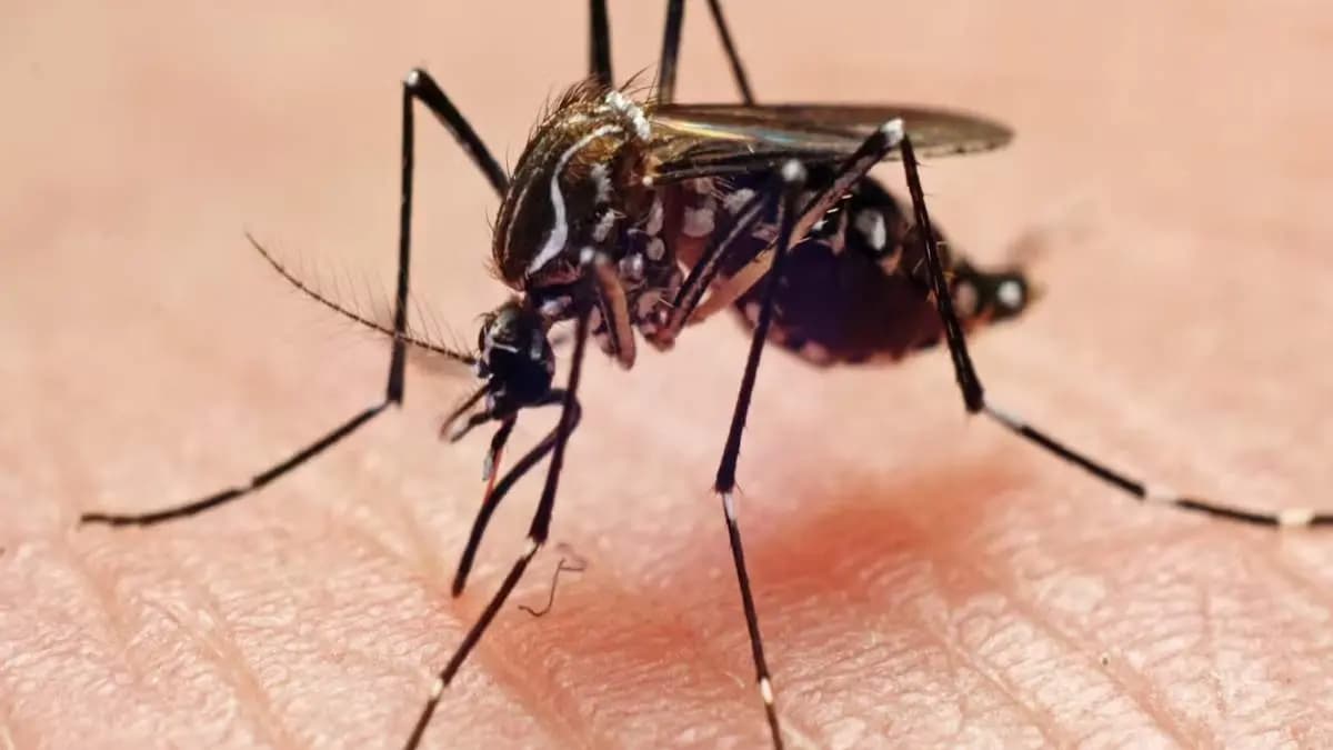 Hydrocele in bengal caused by female mosquito