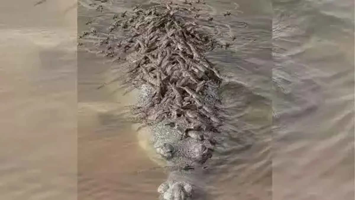  100 Baby Crocodiles riding on their father back goes Viral