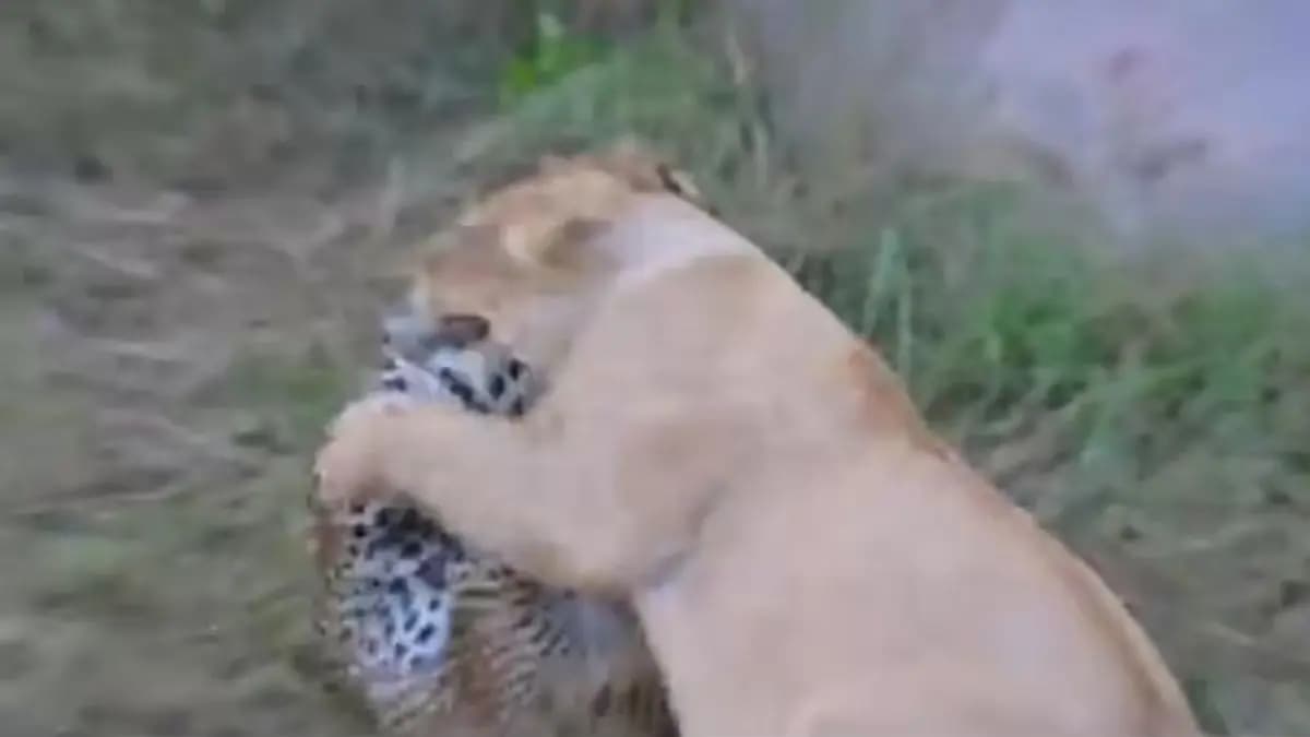 To Saves 2 Cubs Mother Leopard Fights with lioness gnr 